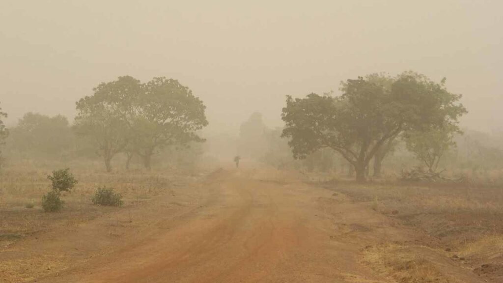 Expert warns: Harmattan chill endangers livestock health
