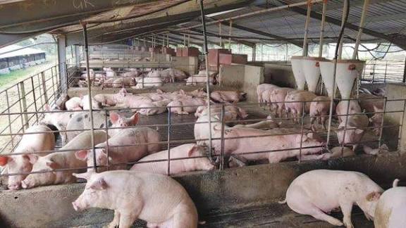 PIFAN Urges Governments to Support Pig Farming