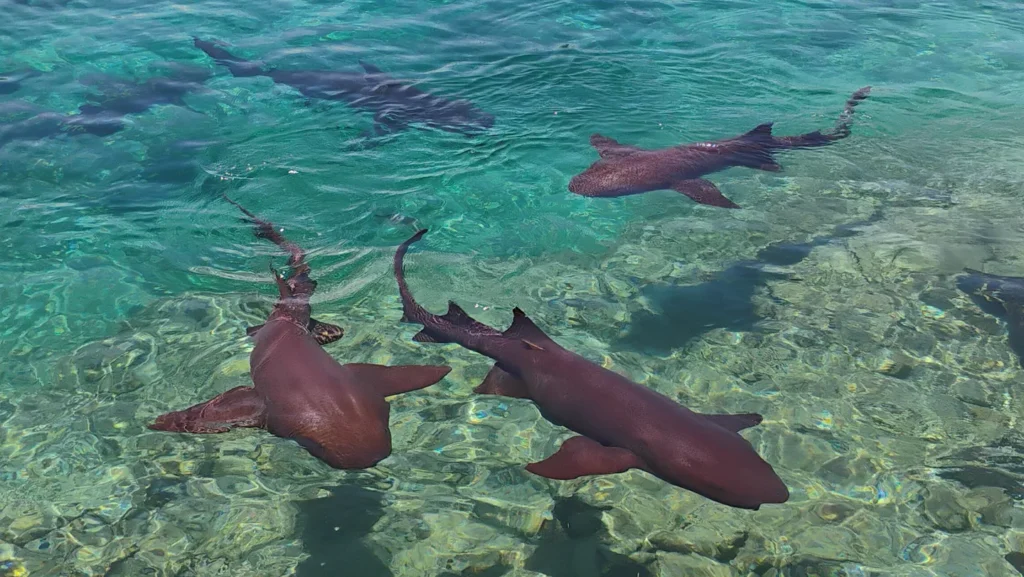 Sharks in the Bahamas Test Positive for Drugs, Raise Pollution Concerns
